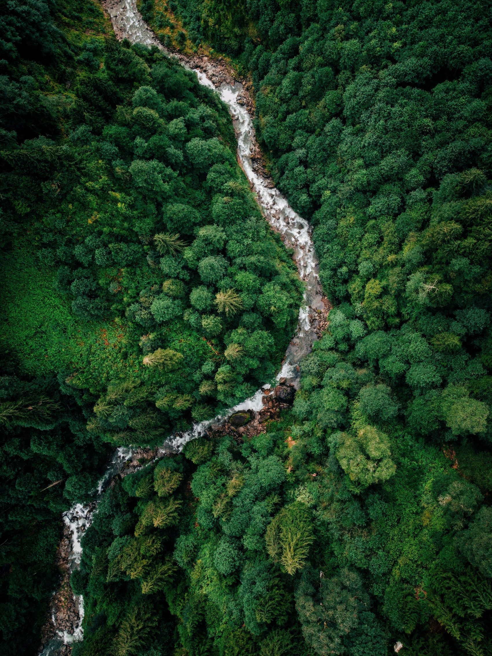 Aerial view of a river running through dense forest